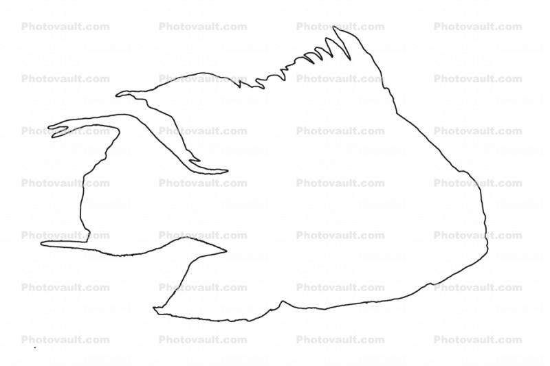 outline of Perciformes, Cichlidae, Cichlid, Bolivia, Brazil, line drawing, shape
