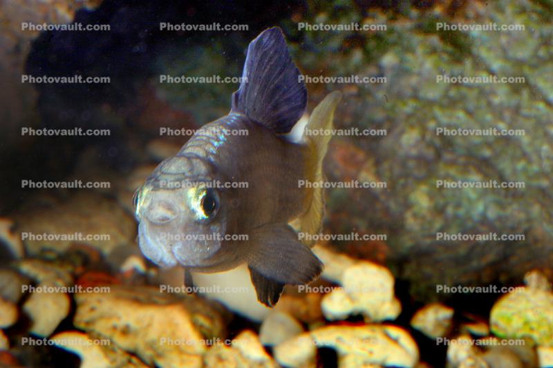 Desert Pupfish, (Cyprinodon macularius), Cypriniformes, Cyprinodontidae, Cyprinidae