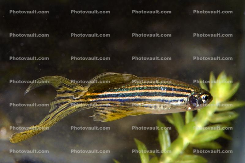 Zebrafish, (Danio rerio), Cypriniformes, Cyprinidae