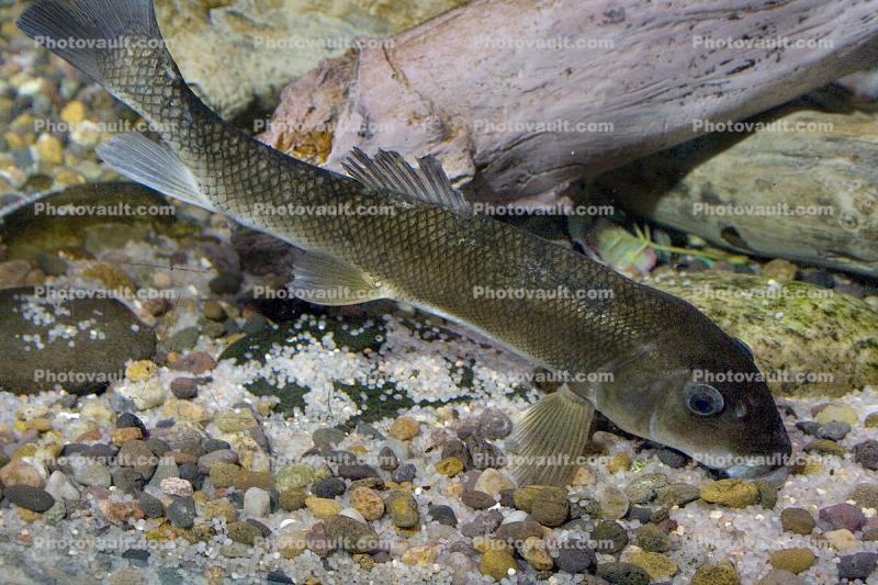 Gray Redhorse, (Moxostoma congestum), Cypriniformes, Catostomidae, Rio Grande River Fish
