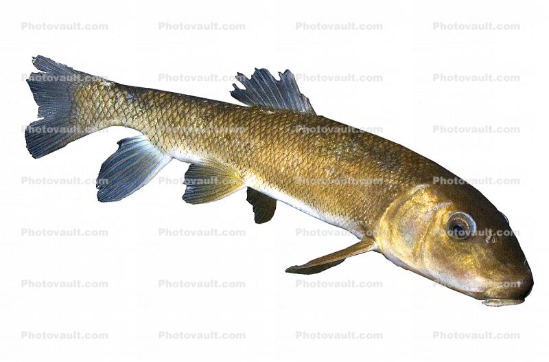 Gray Redhorse, (Moxostoma congestum), Cypriniformes, Catostomidae, Rio Grande River Fish, photo-object, object, cut-out, cutout