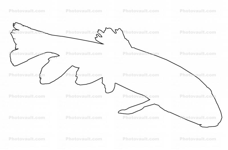 Gray Redhorse outline, (Moxostoma congestum), Cypriniformes, Catostomidae, Rio Grande River Fish, line drawing, shape