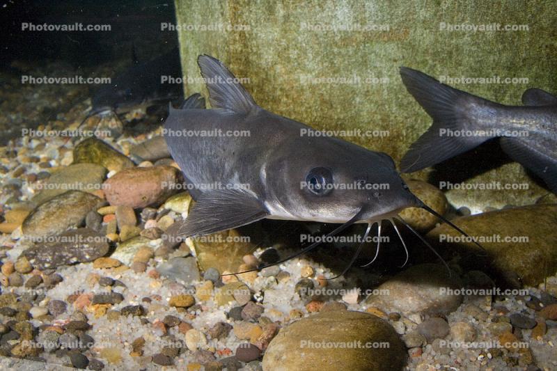 Channel Catfish, Ictalurus punctatus, Rio Grande River Fish