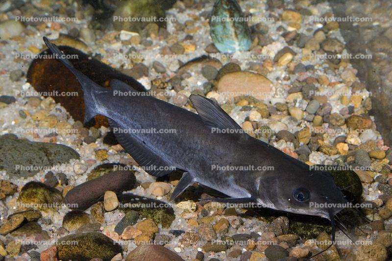 Channel Catfish, Ictalurus punctatus, Rio Grande River Fish