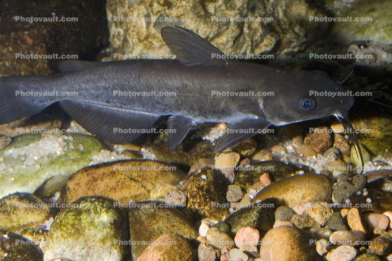 Rio Grande Fish, Channel Catfish, Ictalurus punctatus, Rio Grande River Fish