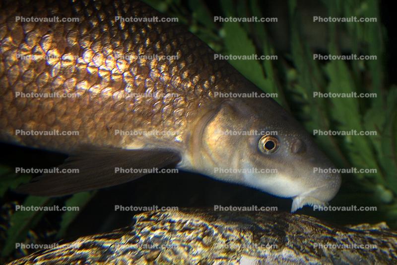 Blue Sucker, cycleotus elongatus, Cypriniformes, Rio Grande River Fish