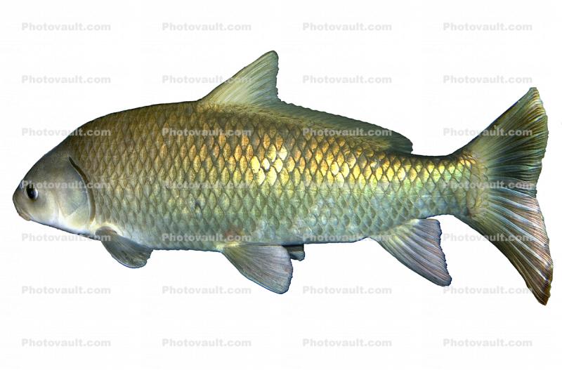 Rio Grande Fish, photo-object, object, cut-out, cutout