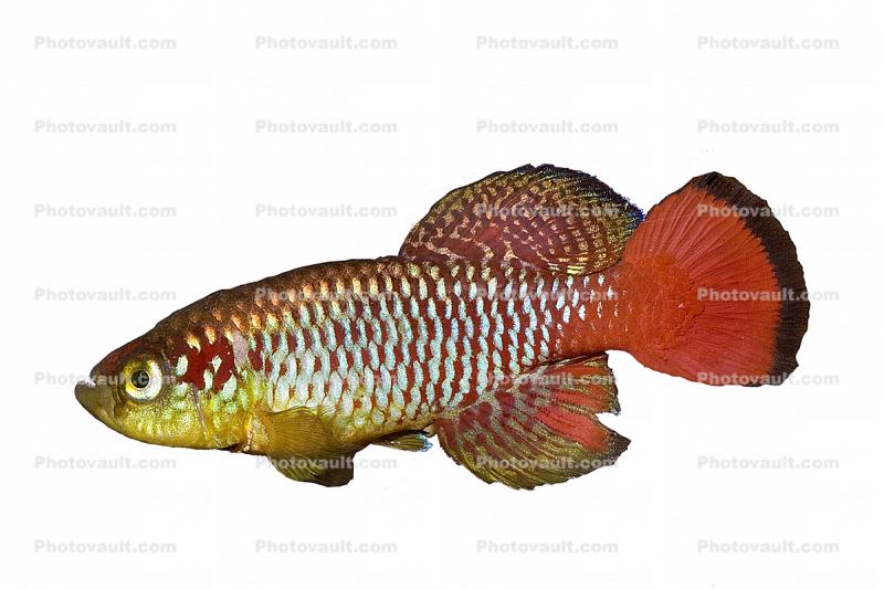 Redtail Notho photo-object, object, cut-out, cutout, (Nothobranchius guentheri), Cyprinodontiformes, Aplocheilidae