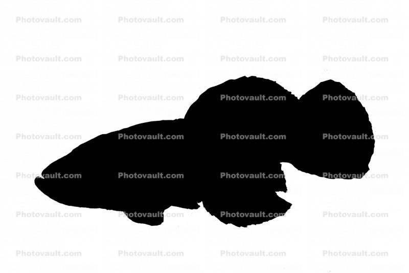 Redtail Notho silhouette, (Nothobranchius guentheri), Cyprinodontiformes, Aplocheilidae, shape, logo