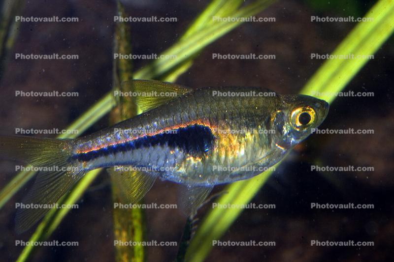 Espe's Rasbora, (Trigonostigma espei), Cypriniformes, Cyprinidae, Thailand, Cambodia