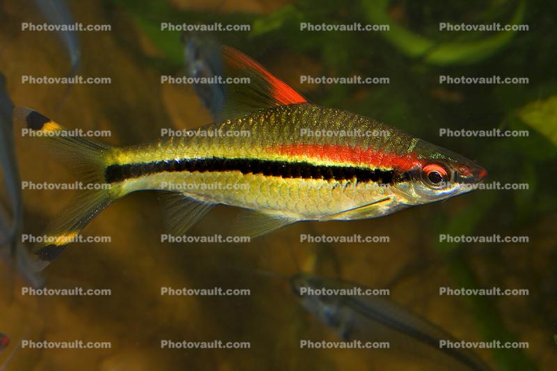 Red Torpedo Barb, Red-Line, Rose-Line, (Sahyadria denisonii), Cypriniformes, Cyprinidae