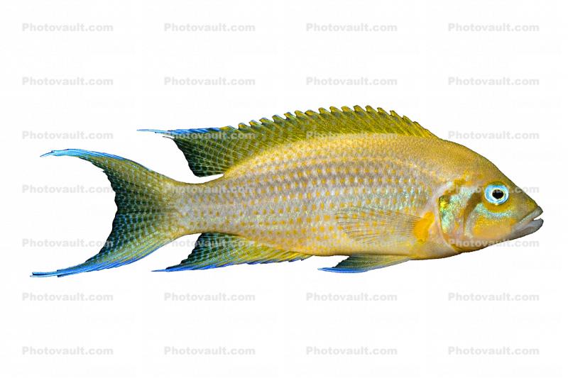 (Variabilichromis moorii) photo-object, Cichlids, Cichlidae Lake Tanganyika, Africa