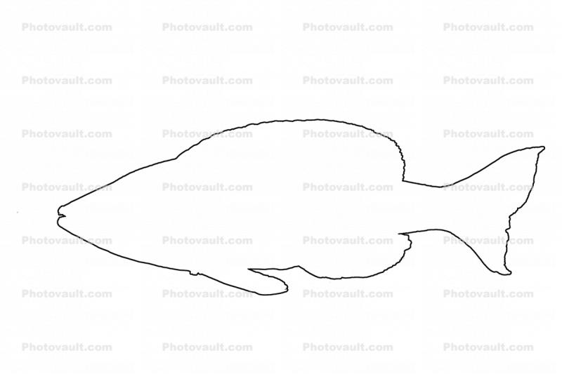 Cyprichromis leptosoma kitumbaoutline outline, line drawing, shape