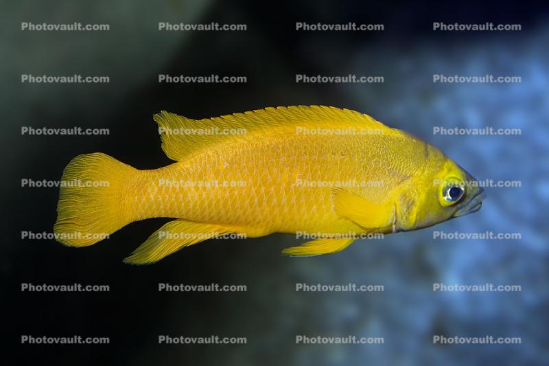 Lemon Cichlid, (Lamprologus leleupi), Cichlidae, Lake Tanganyika Cichlids, Africa