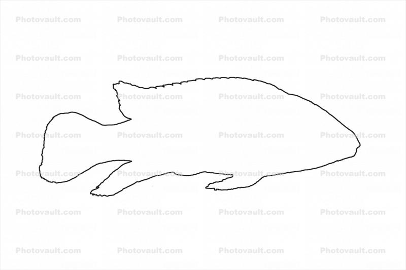 Lemon Cichlid, (Lamprologus leleupi) outline, line drawing, shape