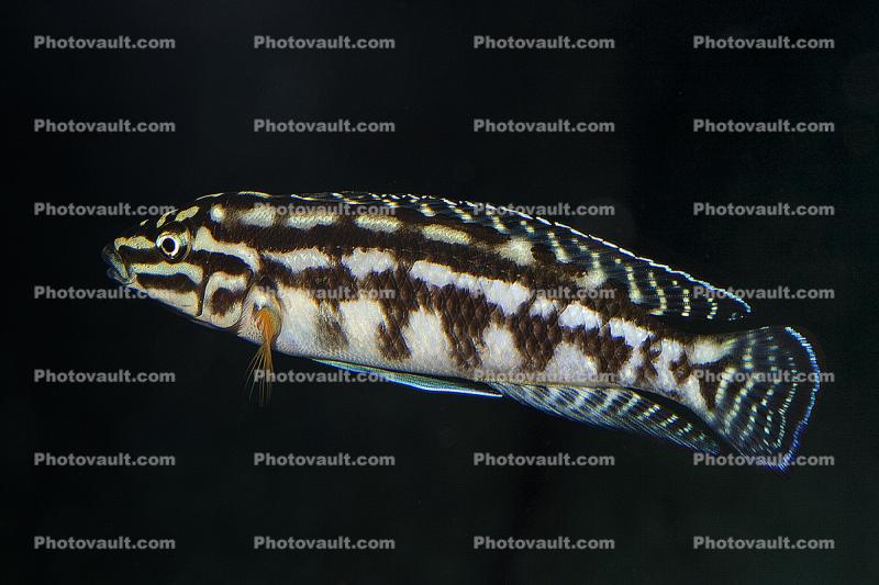 Checkerboard Julie, (Julidochromis marlieri), Perciformes, Lake Tanganyika, Africa