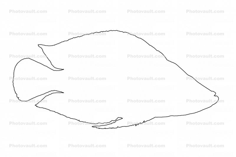 Altolamprologus calvus outline,  Perciformes, Cichlidae, Pseudocrenilabrinae, Lake Tanganyika Cichlids, line drawing, shape