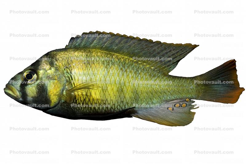 Mbipia lutea, Cichlidae, Cichlids photo-object, Lake Victoria, Africa, object, cut-out, cutout