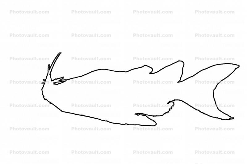 Upside-down Catfish, (Synodontis nigriventris), Siluriformes, Mochokidae