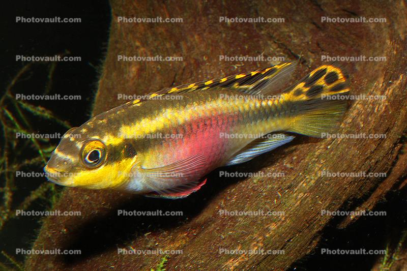Common Kribensis, (Pelvicachromis pulcher), Perciformes, Cichlidae, Cichlid