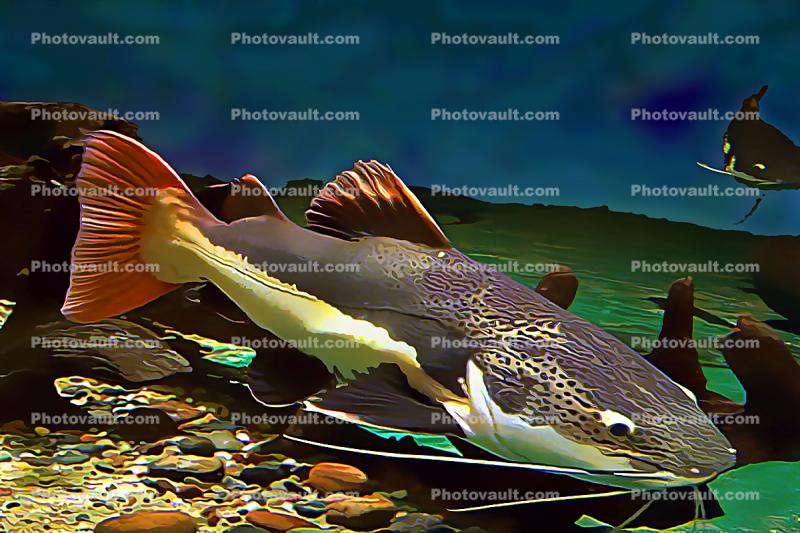 Red Tailed Catfish, (Phractocephalus hemioliopterus), Amazon, Paintography