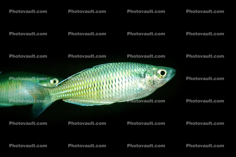 Rainbow Fish [Melanotaeniidae], Rainbow Fish, (Melanotaenia herbertaxelrodi), [Melanotaeniidae]