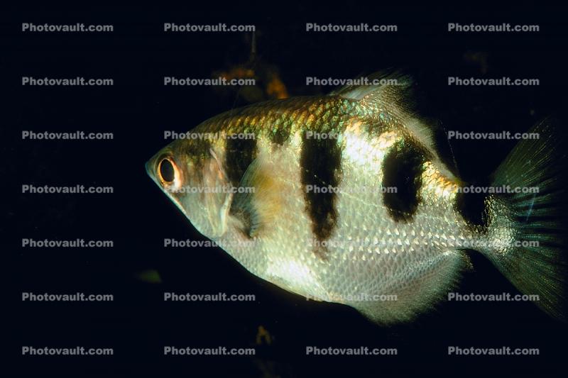Archer Fish, (Toxotes jaculator), Toxotidae