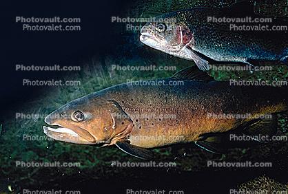 Chinook Salmon, anadromous fish