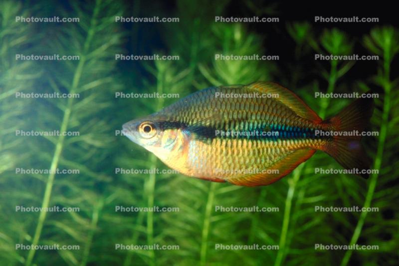 Rainbow Fish, (Melanotaenia herbertaxelrodi), [Melanotaeniidae]