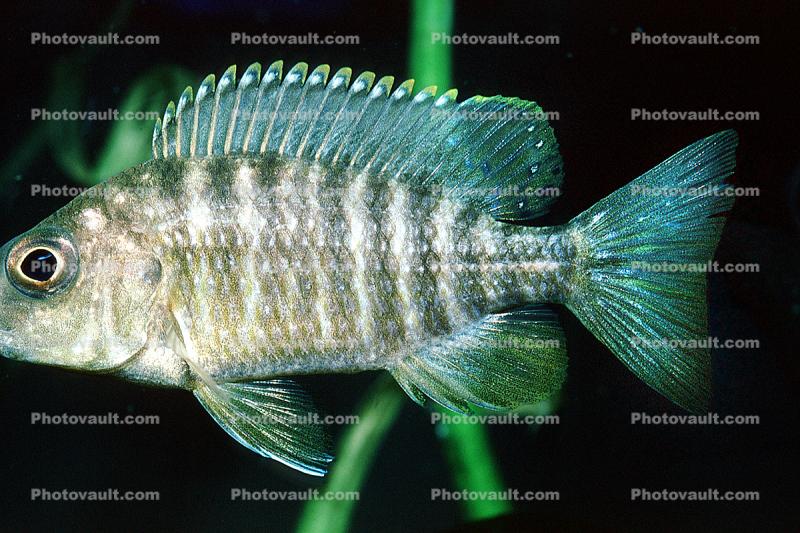 Fat Lip Cichlid, Lake Malawi, Cichlid [Cichlidae]