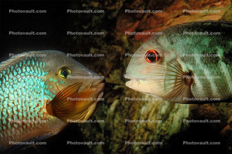 Parrot Cichlid, [Cichlidae], Cichlids