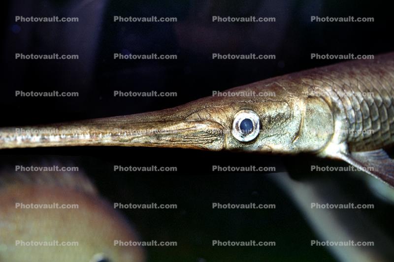 Longnose Gar, (Lepisosteus osseus), Lepisosteiformes, Lepisosteidae