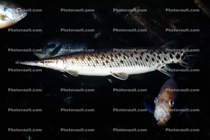 Longnose Gar, (Lepisosteus osseus), Lepisosteiformes, Lepisosteidae