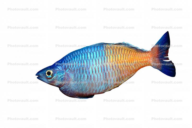 Rainbowfish, Banded Rainbowfish, (Melanotaenia trifasciata), photo-object, object, cut-out, cutout