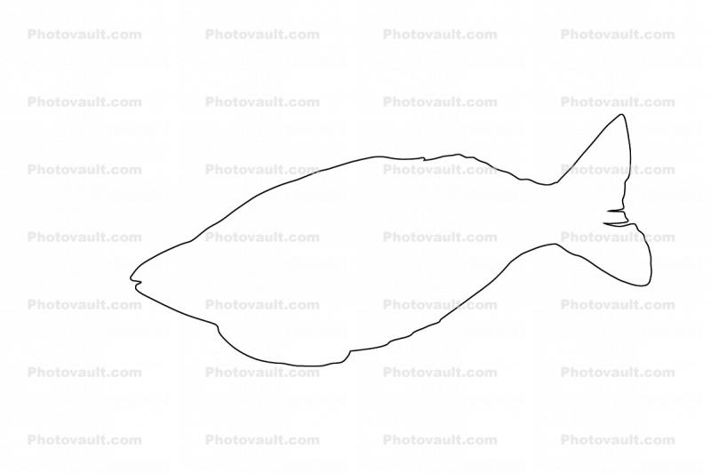 Rainbowfish, outline, Banded Rainbowfish, (Melanotaenia trifasciata), line drawing, shape
