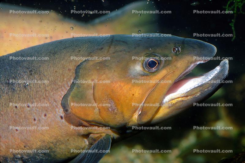 Brown Trout, (Salmo trutta), Salmonidae