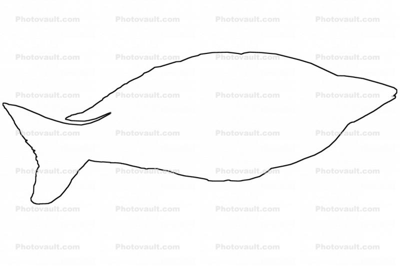 Rainbowfish outline, line drawing, Banded Rainbowfish, (Melanotaenia trifasciata)