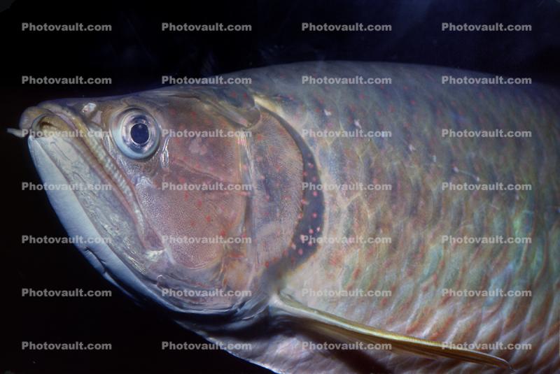 Australian Arowana, (Scleropages jardinii), freshwater bony fish, Osteoglossiformes, Osteoglossidae, Osteoglossinae