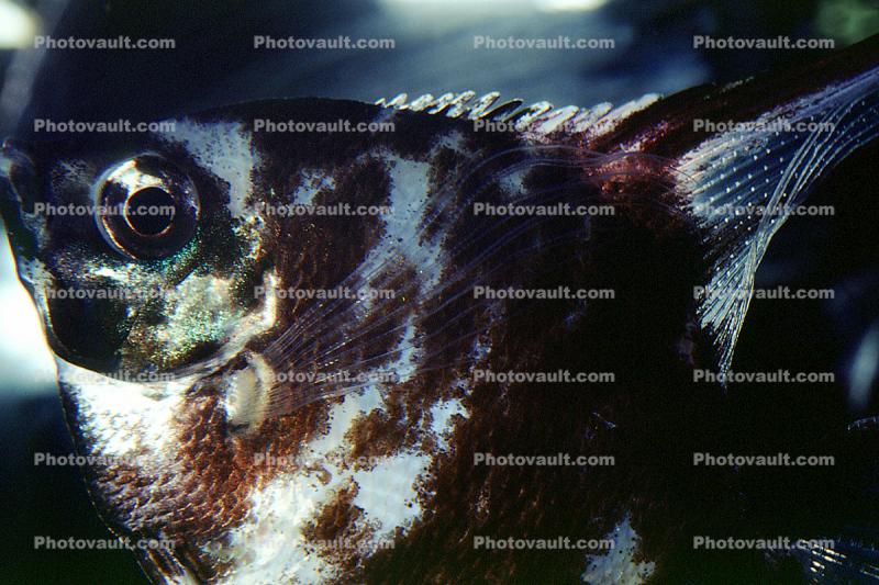 Altum Angelfish, (Pterophyllum altum), [Cichlidae], Cichlasomatinae, Cichlid, Heroini