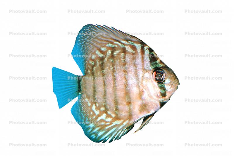 photo object, cutout, photo-object, cut-out, Discus Fish, (Symphysodon discus), Cichlid, Cichlidae, Perciformes, Brazil, Heroini 