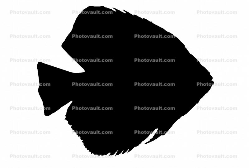 Discus Fish silhouette, (Symphysodon discus), Cichlid, Cichlidae, Perciformes, Brazil, logo, shape, Heroini 