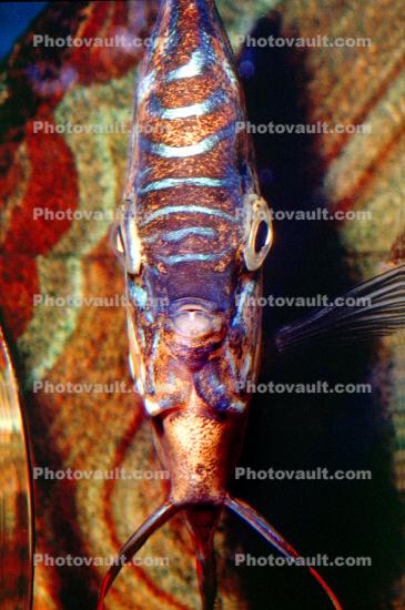 Discus Fish, (Symphysodon discus), Cichlid, Cichlidae, Perciformes, Brazil, Heroini