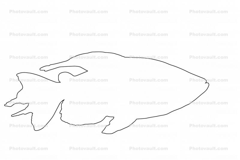 Congo Tetra outline, (Phenacogrammus interruptus), Characiformes, [Alestidae], African tetra family, line drawing, shape