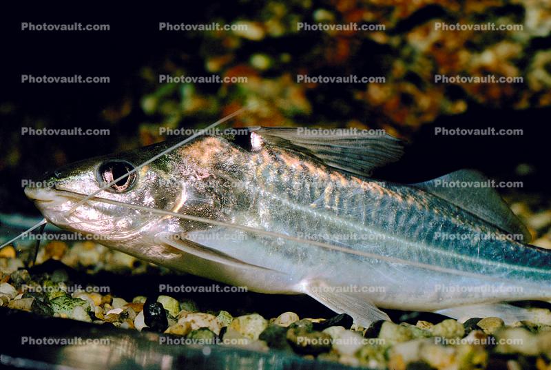 Pictus Catfish, (Pimelodus pictus), Siluriformes, Pimelodidae