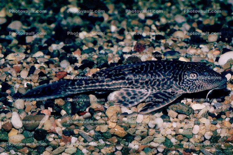 Plecostomus, Sucker-mouth Catfish, (Hypostomus plecostomus), Siluriformes, Loricariidae, armored catfish family 
