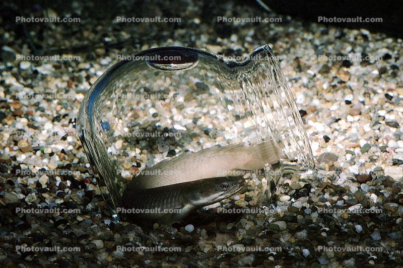 Rope Fish, (Erpetoichthys calabaricus), Polypteriformes, Polypteridae, Bichir, Reedfish, Ropefish, or Snakefish, Rope Eels