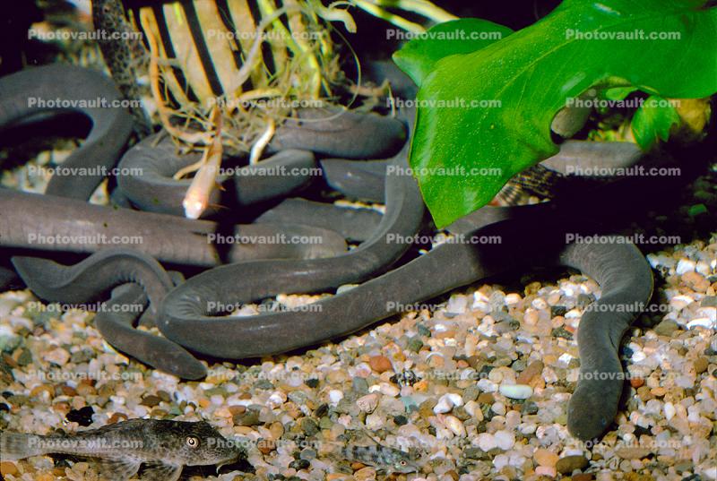 Rope Fish, (Erpetoichthys calabaricus), Polypteriformes, Polypteridae,  Bichir, Reedfish, Ropefish, or Snakefish, Rope Eels Images, Photography,  Stock Pictures, Archives, Fine Art Prints