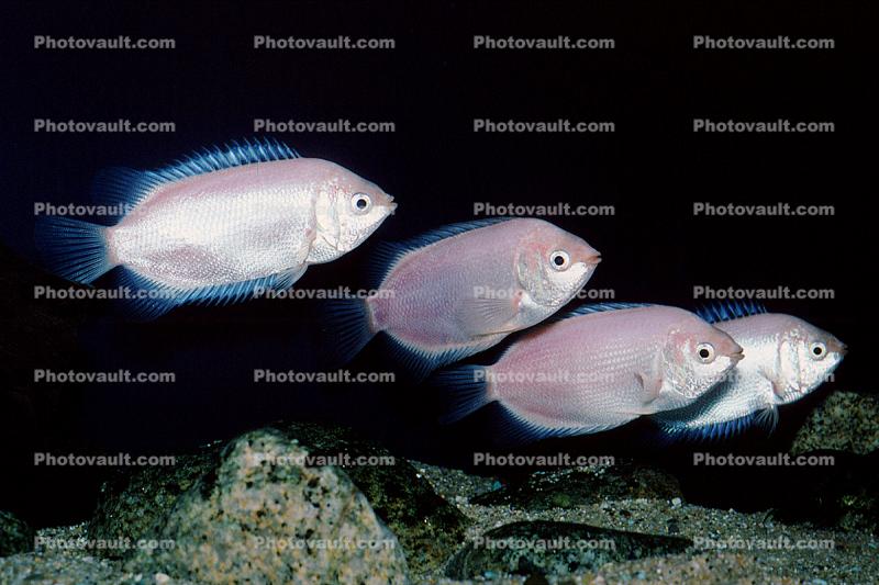 Kissing Gourami, (Helostoma temminckii), Perciformes, Anabantoidei, Helostomatidae