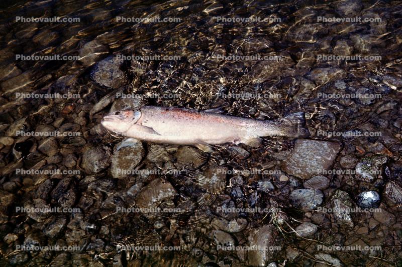 trout, dead fish in the water