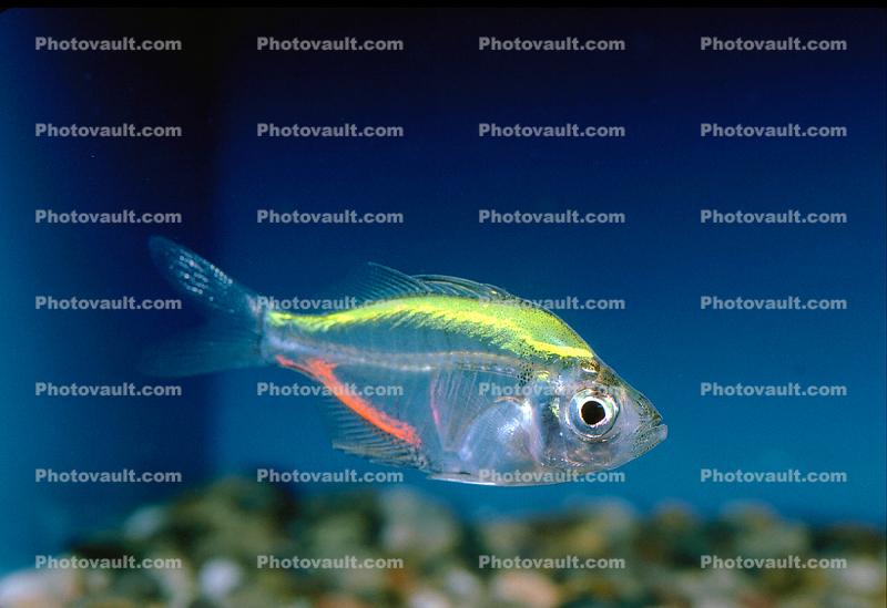 Painted Glassfish, Pearl Tetra, Characin, Characiformes, Characidae